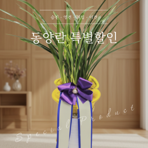 동양란(특가)